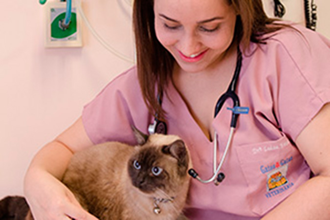 A medicação intravenosa é feita nos pacientes mais enfermos e sempre com uma contenção amiga do gato.