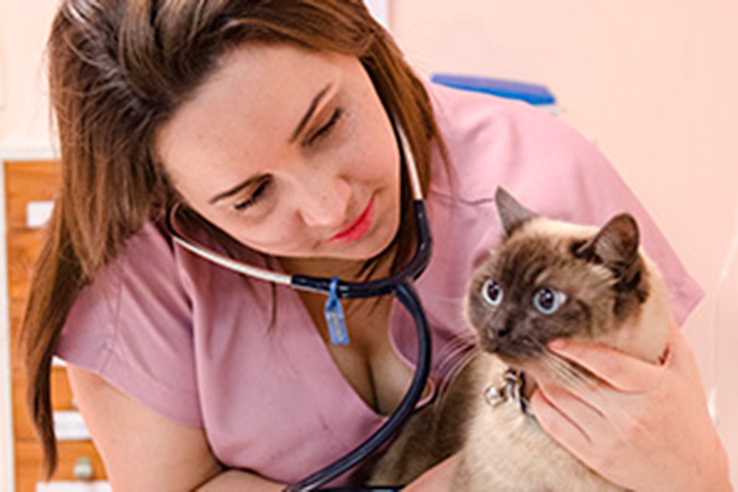 Fazemos o monitoramento constante do estado de saúde do gatinho. No horário noturno, há sempre uma veterinária de plantão.
